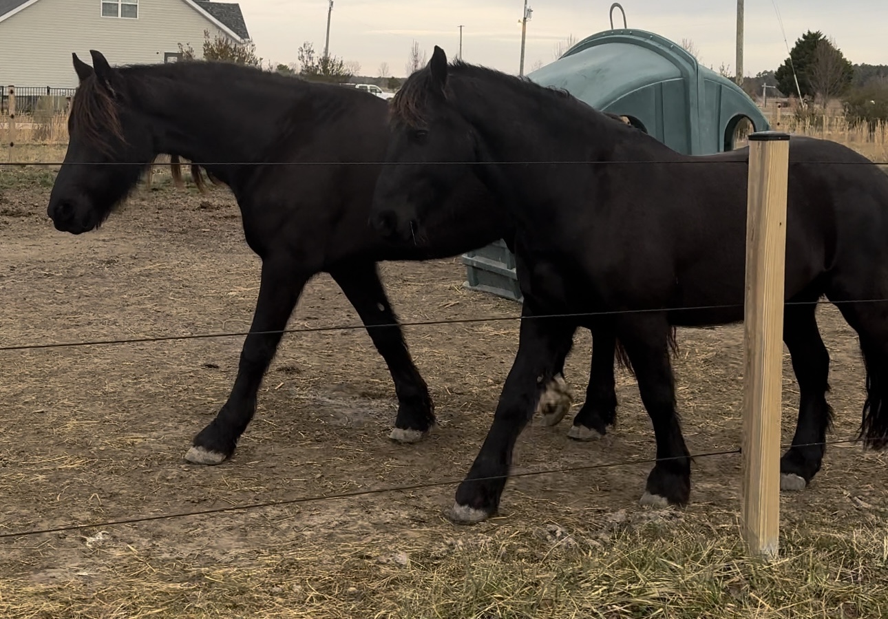 Two black horses walking