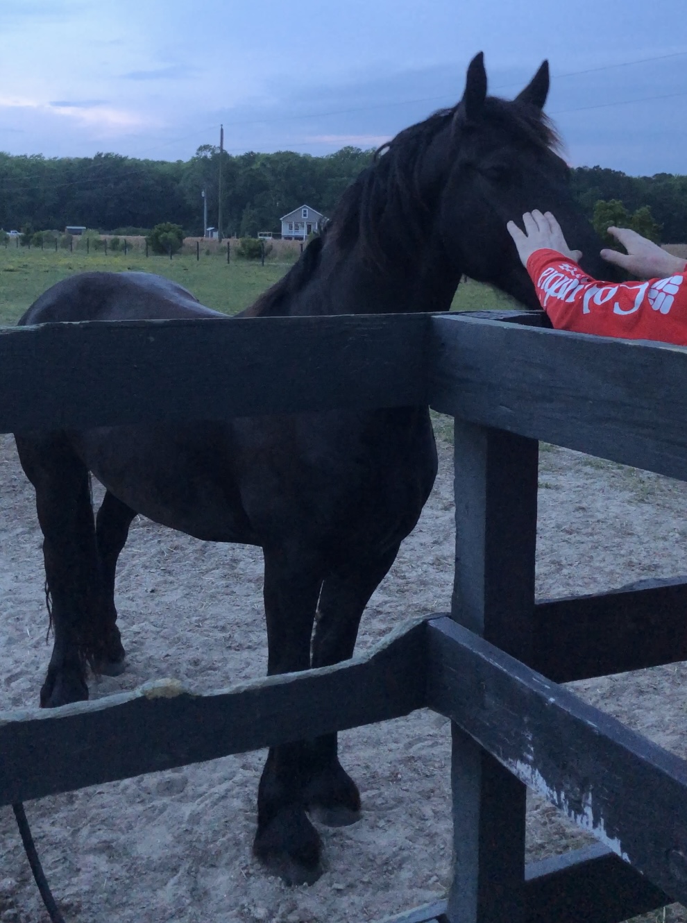 A man's arms reach out to a black horse